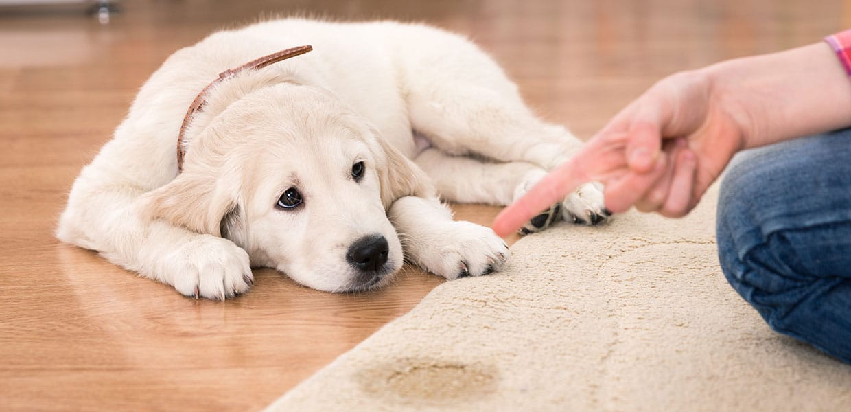 Gainesville Pet Odor Removal