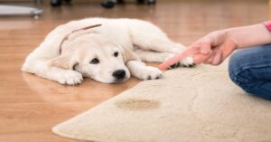 pet smell cleaning
