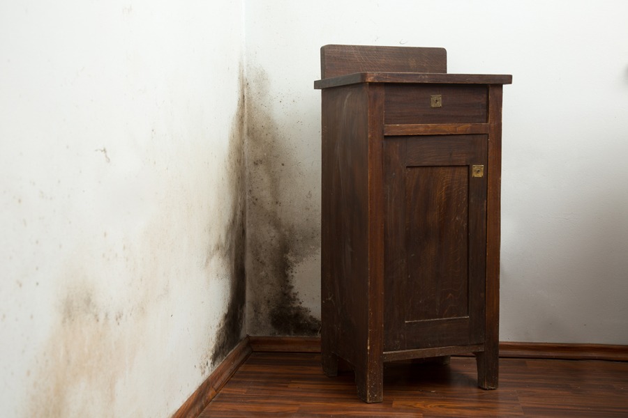 Featured image for “Some Common Types of House Mold”