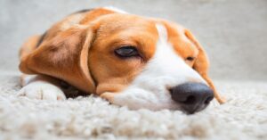 pet odor cleaning