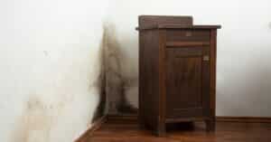 Gainesville Mold Removal Experts