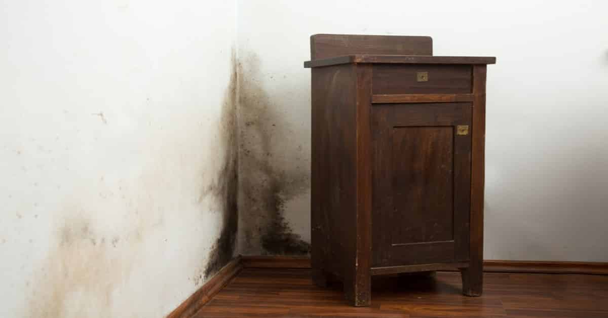 Featured image for “Gainesville Mold Removal Experts”