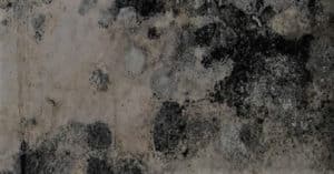gainesville mold cleaning