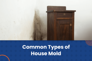 types of house mold