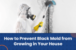 prevent black mold from growing
